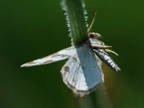 Réf. 216 527 : Lomaspilis marginata